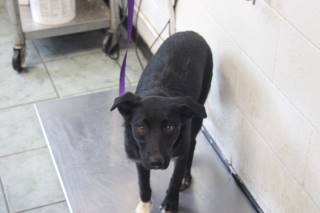 BOOTS, a Labrador Retriever