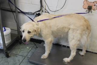 LEIGHA, a Great Pyrenees
