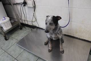 TILLIE MAE, a Australian Cattle Dog