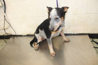 MALONE, a Australian Cattle Dog