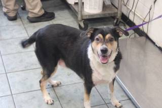 DOBY, a Australian Shepherd