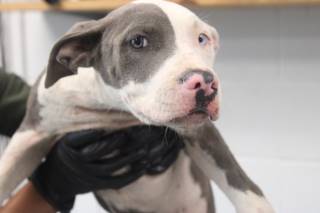 BULLET, a Pit Bull