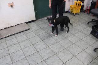 TABITHA, a Pit Bull