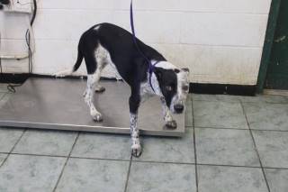 LUCY LU, a Pointer