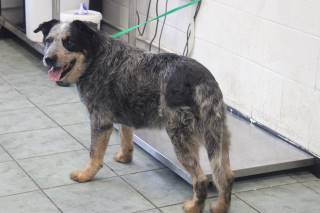 ROSCO, a Australian Cattle Dog