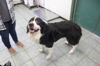 WILLY, a Bernese Mountain Dog