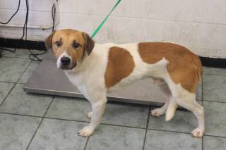 DOZER, a Labrador Retriever