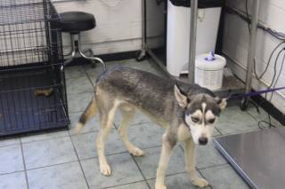 DIRK, a Husky