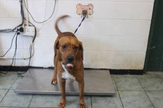 JARVIS, a Red Bone Coonhound