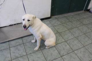 DUFFEY, a Labrador Retriever