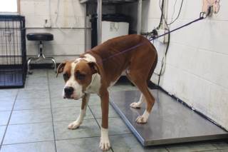 BLANE, a Pit Bull