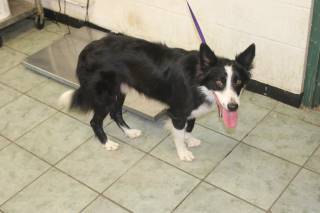 HAMLET, a Border Collie