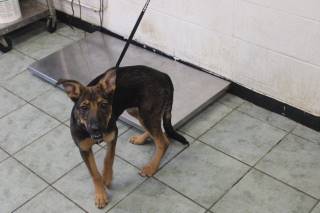 LITTLE GIRL, a German Shepherd