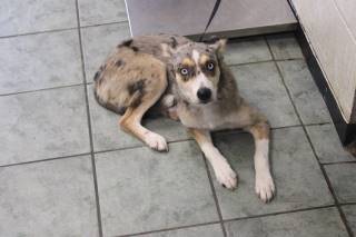 CINDERELLA, a Australian Shepherd