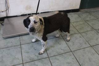 HOOT, a Australian Cattle Dog