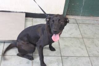 CARLY ROSE, a Labrador Retriever