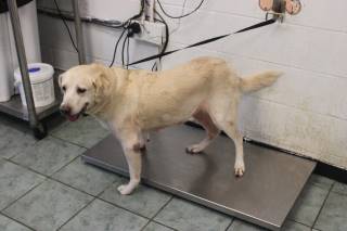 JITTERBUG, a Labrador Retriever