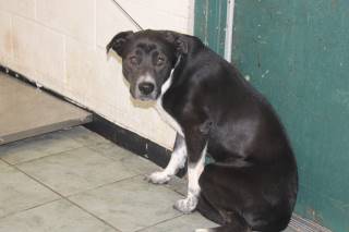 SOLO, a Pit Bull