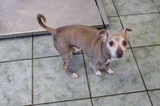 TUFFY, a Chihuahua
