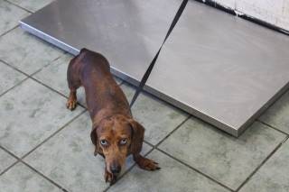 PITA, a Dachshund