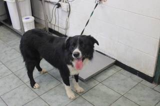 ZIPPER, a Border Collie