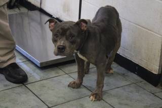 ZAMORA, a Pit Bull