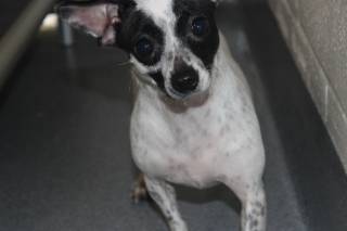 LILY, a Chihuahua