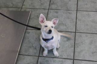 YO YO, a Terrier