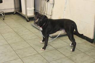 ODIN, a Pit Bull