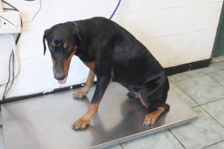 MOOSE, a Doberman Pinscher