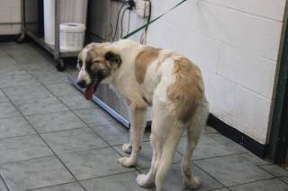 SIR WILLIAM, a Anatolian Shepherd