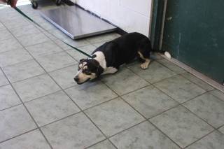 HANK, a Pit Bull