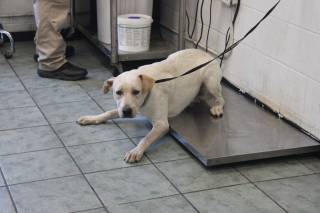 SKEETER, a Australian Cattle Dog