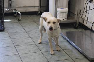 MAZEY, a Australian Cattle Dog