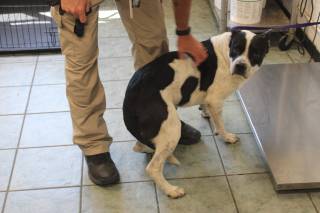 JOKER, a Pit Bull