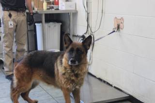ZEVA, a German Shepherd
