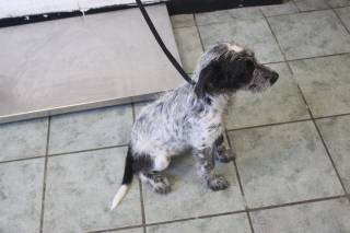 RYLIE, a Terrier