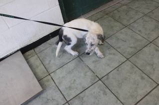 ANGEL, a Terrier