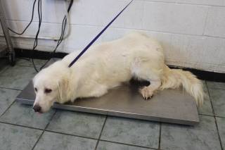 PHOEBE, a Great Pyrenees