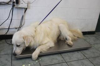 DAVI, a Great Pyrenees