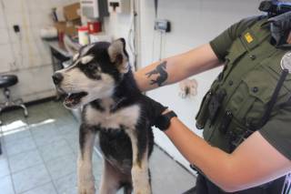 MADDISON, a Husky