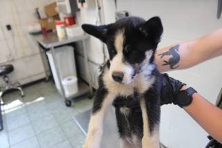 GRETTA, a Husky