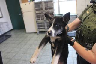 LOUIE, a Husky