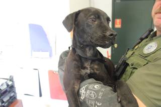 RAQUEL, a Labrador Retriever
