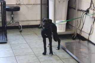 HEATHERLY, a Labrador Retriever