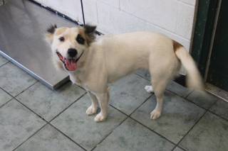 LILLY, a Shepherd