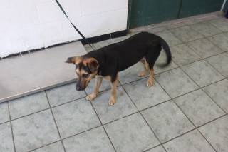 MATILDA, a German Shepherd