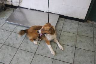 WANDA, a Sheltie