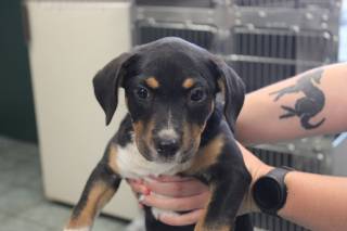 RAISIN, a Shepherd