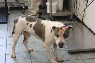KALE, a Pit Bull